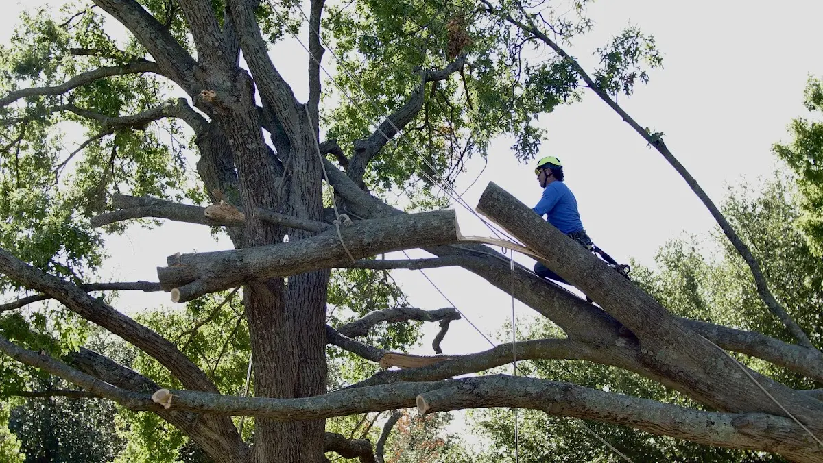Professional Crown Thinning performed by certified arborists in Farina